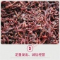 丰采  大平二号蚯蚓  红蚯蚓  欢迎选购