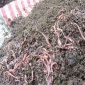 丰采  大平二号蚯蚓  蚯蚓粪  价格优惠