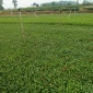 自贡市绿茶茶苗采购批发-蒙山9号茶苗、绿茶茶苗