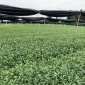 成都市绿茶茶苗行情价格-绿茶茶苗、茶叶苗木