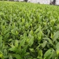 镇江市绿茶茶苗行情价格-绿茶茶苗、茶叶苗木