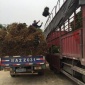 景德镇市2019年茶苗**格-2019年茶苗、绿茶茶苗